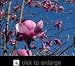 Vulcan Flowering Magnolia Tree Five Gallon by Monrovia Growers