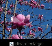 Vulcan Flowering Magnolia Tree Five Gallon by Monrovia Growers