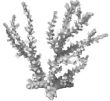 ORNAMENT - BLACK OCTOPUS CORAL MEDIUM NATURAL