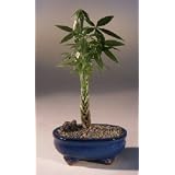 Money Bonsai Tree - Little Money