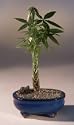 Money Bonsai Tree - Little Money