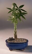 Money Bonsai Tree - Little Money