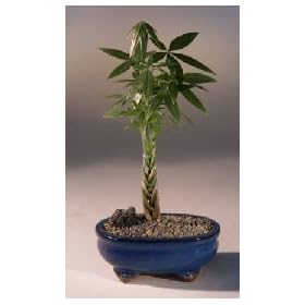 Bonsai Boy's Money Bonsai Tree - 'Little Money'(pachira aquatica)&nbsp;Newest Version