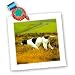 Dogs The Pointer - The Pointer Dog - Quilt Squares
