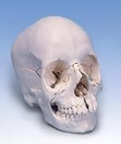3B Scientific Beauchene Adult Human Skull Model Anatomical Version, 22 part