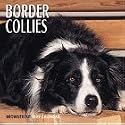 Cal 99 Border Collies