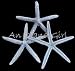 Blue Starfish Beach House Decor Seashell
