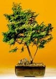 Golden Hinoki Cypress.(Chamecyparis Obtusa Compacta 