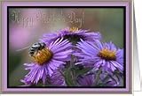 English aster and bee/Mother's Day! Card