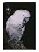 A Close-View of an Endangered Molluccan Cockatoo at the Melbourne Zoo Photographic Print by Jason Edwards, 18