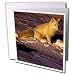 Wild animals - Arctic Fox - Greeting Cards-12 Greeting Cards with envelopes