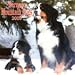 Bernese Mountain Dogs 2009 Calendar, 12x12