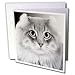 VWPics Dogs n Cats - American curl - Greeting Cards-6 Greeting Cards with envelopes