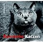 Komische Katzen