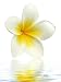 Frangipani Flower on White - 18