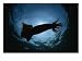 Giant Or Humboldt Squid in Silhouette from Below, Octopus & Squid Photographic Poster Print by Brian Skerry, 24x18