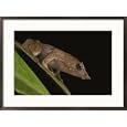 A wood frog (Rana sylvatica) sits on a leaf Subject Framed Art Poster Print by George Grall, 29x21
