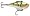 Yellow Perch