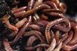 Red Wiggler Composting Worms (200)