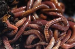Red Wiggler Composting Worms (200)