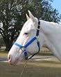 Hamilton Deluxe 1" Nylon Horse Halter with Leather Head Poll and Adjustable Chin, Blue