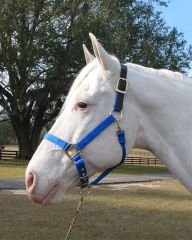 Hamilton Deluxe 1" Nylon Horse Halter with Leather Head Poll and Adjustable Chin, Blue