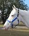 Hamilton Deluxe 1" Nylon Horse Halter with Leather Head Poll and Adjustable Chin, Blue