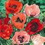 Poppy Oriental Blend Seeds.