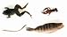 Dissection Specimens Only (set of 4) for Exploring Creation with Biology