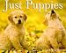Just Puppies (Just)