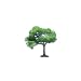 Medium Elm Trees (3)