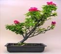 Jewell Bougainvilla Bonsai