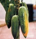 Babaco Papaya Two Gallon