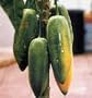 Babaco Papaya Two Gallon