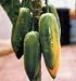 Babaco Papaya Two Gallon