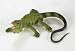 Wild Safari Iguana