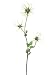 34 Clematis Seed Spray Green (Pack of 12)
