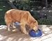 Kitchen & Housewares : Doskocil #23054 HW Pet Dish Assorted