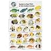 Indian Ocean Fish I.D. Card