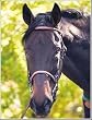 HDR Advantage Fancy Raised Snaffle Bridle