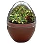 Fly Trap Fiends Micro-Terrarium