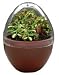 Fly Trap Fiends Micro-Terrarium