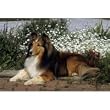Sheltie Floor Mat- 27 width x 18 length