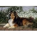 Sheltie Floor Mat- 27" width x 18" length