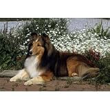 Sheltie Floor Mat- 27 width x 18 length