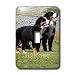 Dogs Bernese Mountain Dog - Bernese Mountain Dog - Light Switch Covers - single toggle switch
