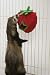 Pet Supplies : Plush Treat Holder
