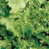 Organic Bellesque Endive - 150 Seeds