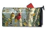 Cardinals In Birch Mailwrap