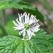 Goldenseal (Hydrastis canadensis) - Jumbo Wildflower Seed Packet